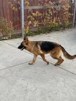 Zara Vom Galleon, a female German Shepherd Dog for sale in Sacramento, CA – Photo 6 of 10