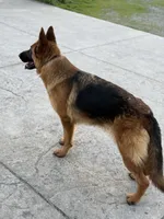 Zara Vom Galleon, a female German Shepherd Dog for sale in Sacramento, CA – Photo 8 of 10