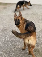 Zara Vom Galleon, a female German Shepherd Dog for sale in Sacramento, CA – Photo 9 of 10