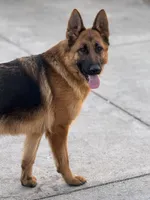 Zara Vom Galleon, a female German Shepherd Dog for sale in Sacramento, CA – Photo 1 of 10