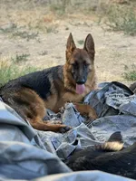 Zara Vom Galleon, a female German Shepherd Dog for sale in Sacramento, CA – Photo 5 of 10