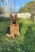 Purebred GS purple collar, a male German Shepherd Dog for sale in Sacramento, CA – Photo 5 of 10