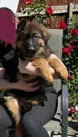 Purebred GS purple collar, a male German Shepherd Dog for sale in Sacramento, CA – Photo 8 of 10