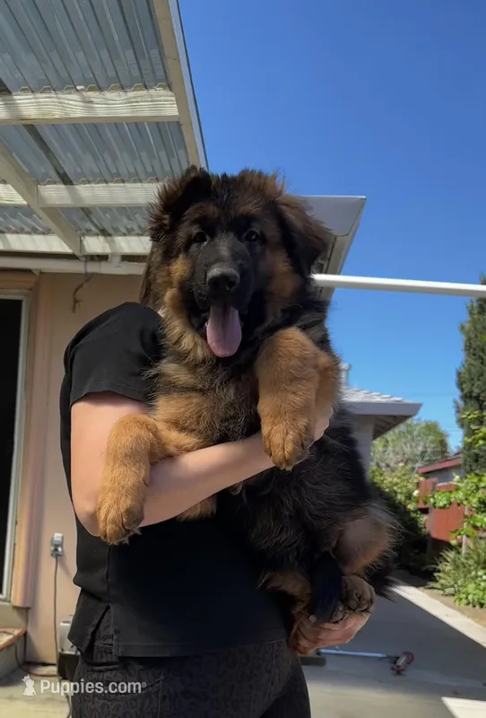 Purebred GS purple collar, a male German Shepherd Dog for sale in Sacramento, CA – Photo 1 of 10