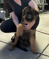 Purebred GS purple collar, a male German Shepherd Dog for sale in Sacramento, CA – Photo 9 of 10