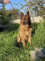 Purebred GS purple collar, a male German Shepherd Dog for sale in Sacramento, CA – Photo 6 of 10