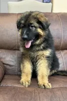 Purebred GS purple collar, a male German Shepherd Dog for sale in Sacramento, CA – Photo 2 of 10