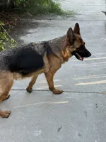 Quincee Von Rechtschaffenheit, a female German Shepherd Dog for sale in Sacramento, CA – 9 of 9