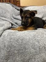 Puppy with green. collar, a female German Shepherd Dog for sale in Sacramento, CA – Photo 6 of 10