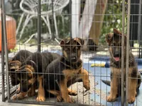 Puppy with green. collar, a female German Shepherd Dog for sale in Sacramento, CA – Photo 8 of 10