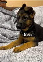 Puppy with green. collar, a female German Shepherd Dog for sale in Sacramento, CA – Photo 1 of 10