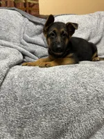 Puppy with green. collar, a female German Shepherd Dog for sale in Sacramento, CA – Photo 9 of 10