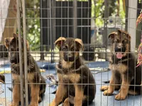 Puppy with green. collar, a female German Shepherd Dog for sale in Sacramento, CA – Photo 3 of 10