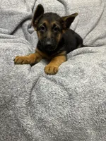 Puppy with green. collar, a female German Shepherd Dog for sale in Sacramento, CA – Photo 4 of 10