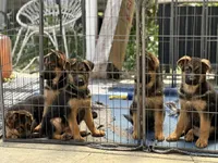 Puppy with green. collar, a female German Shepherd Dog for sale in Sacramento, CA – Photo 10 of 10