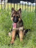 GS Long coated male, a male German Shepherd Dog for sale in Sacramento, CA – Photo 9 of 10