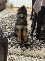 GS Long coated male, a male German Shepherd Dog for sale in Sacramento, CA – Photo 2 of 10