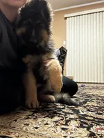 GS Long coated male, a male German Shepherd Dog for sale in Sacramento, CA – Photo 6 of 10