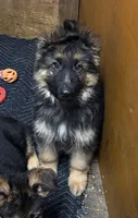 GS Long coated male, a male German Shepherd Dog for sale in Sacramento, CA – Photo 3 of 10