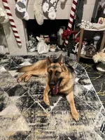 Max, a male German Shepherd Dog for sale in Sacramento, CA – Photo 5 of 7