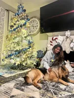 Max, a male German Shepherd Dog for sale in Sacramento, CA – Photo 3 of 7