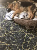 Max, a male German Shepherd Dog for sale in Sacramento, CA – Photo 6 of 7