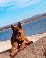 Max, a male German Shepherd Dog for sale in Sacramento, CA – Photo 1 of 7