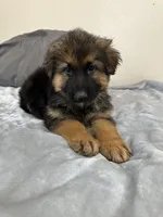 Black collar, a male German Shepherd Dog for sale in Sacramento, CA – Photo 2 of 6