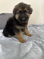 Black collar, a male German Shepherd Dog for sale in Sacramento, CA – Photo 5 of 6