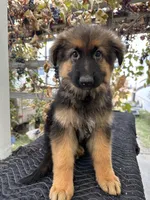 Black collar, a male German Shepherd Dog for sale in Sacramento, CA – Photo 1 of 6