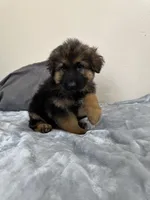 Black collar, a male German Shepherd Dog for sale in Sacramento, CA – Photo 6 of 6