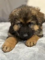 Black collar, a male German Shepherd Dog for sale in Sacramento, CA – Photo 4 of 6