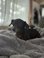 Buffy , a female Dachshund and Chihuahua for sale in Sacramento, CA – 10 of 10