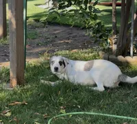 Jessy, a female Catahoula Leopard Dog and Anatolian Shepherd Dog for sale in Sacramento, CA – Photo 7 of 9