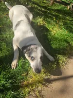 Jessy, a female Catahoula Leopard Dog and Anatolian Shepherd Dog for sale in Sacramento, CA – Photo 6 of 8