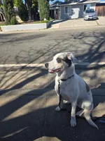 Jessy, a female Catahoula Leopard Dog and Anatolian Shepherd Dog for sale in Sacramento, CA – Photo 1 of 8