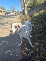 Jessy, a female Catahoula Leopard Dog and Anatolian Shepherd Dog for sale in Sacramento, CA – Photo 3 of 8