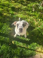 Jessy, a female Catahoula Leopard Dog and Anatolian Shepherd Dog for sale in Sacramento, CA – Photo 4 of 8