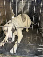 Jessy, a female Catahoula Leopard Dog and Anatolian Shepherd Dog for sale in Sacramento, CA – Photo 8 of 8