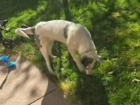 Jessy, a female Catahoula Leopard Dog and Anatolian Shepherd Dog for sale in Sacramento, CA – Photo 5 of 8