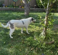Jessy, a female Catahoula Leopard Dog and Anatolian Shepherd Dog for sale in Sacramento, CA – Photo 8 of 9