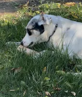 Jessy, a female Catahoula Leopard Dog and Anatolian Shepherd Dog for sale in Sacramento, CA – Photo 9 of 9