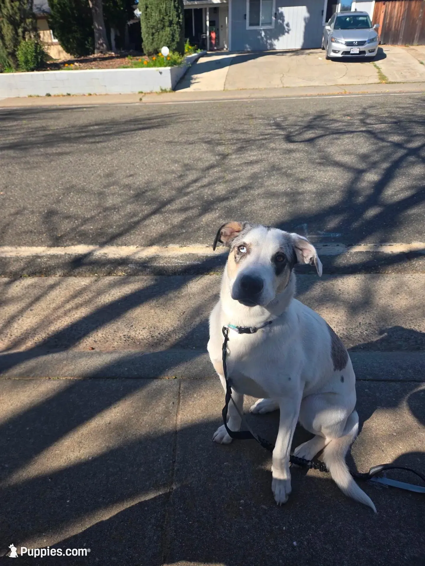 Jessy – Catahoula Leopard Dog, Anatolian Shepherd Dog puppy for sale in Sacramento, CA