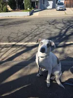 Jessy, a female Catahoula Leopard Dog and Anatolian Shepherd Dog for sale in Sacramento, CA – Photo 2 of 8