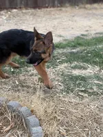 Tina with Pink collar, a female German Shepherd Dog for sale in Sacramento, CA – Photo 9 of 10