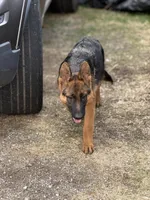 Tina with Pink collar, a female German Shepherd Dog for sale in Sacramento, CA – Photo 2 of 10