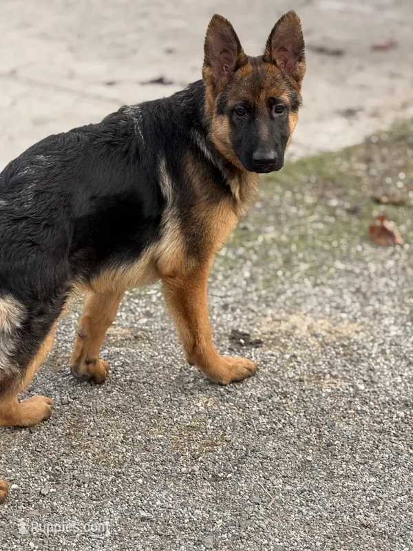 Tina with Pink collar