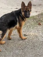 Tina with Pink collar, a female German Shepherd Dog for sale in Sacramento, CA – Photo 1 of 10