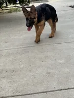Tina with Pink collar, a female German Shepherd Dog for sale in Sacramento, CA – Photo 4 of 10