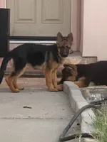 Tina with Pink collar, a female German Shepherd Dog for sale in Sacramento, CA – Photo 3 of 10
